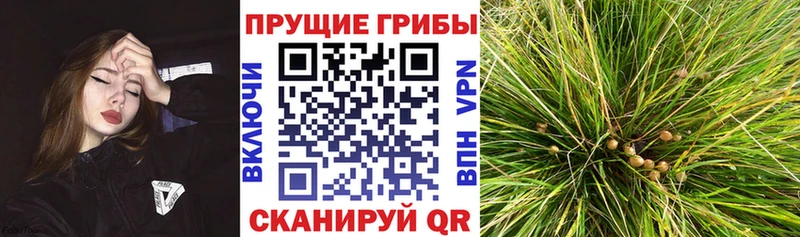 Купить где  Давлеканово  Галлюциногенные грибы мицелий 